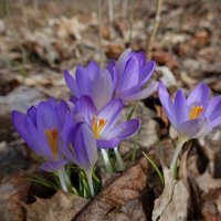 Весна уже в пути!...... :: Галина Весна уже в пути!...... :: Галина