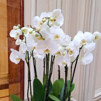 орхидеи :: Наталья 