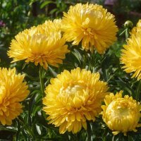 цветы :: МАРИЯ ПОПОВА