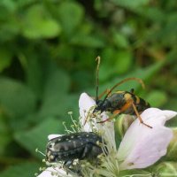 Жучки разные :: Слава Коломойцев