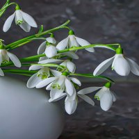 Весна  не за горами. :: Lucy Schneider 