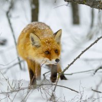 В поисках пропитания :: Валерий Черняк В поисках пропитания :: Валерий Черняк