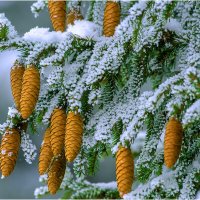 В преддверии весны :: Валентин Котляров