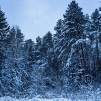 «Сказочный снег». :: Екатерина Счасная