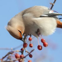 Свиристель :: Виктор Иванович Чернюк
