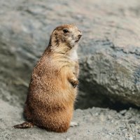 Луговая собачка :: SanSan 