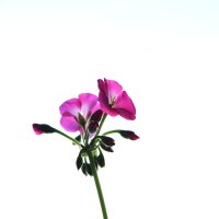 Цветы дома 2 :: Александр Ш