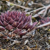 Лишайник на камне похож на розу :: Мариша 