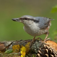 ... :: Вячеслав Минаев