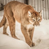 КУГУАР :: Аркадий Лаптенко КУГУАР :: Аркадий Лаптенко