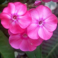 Летнее трио :: Елена Семигина Летнее трио :: Елена Семигина