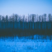 Лес :: Илья Шенгелия Лес :: Илья Шенгелия