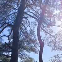 В тени сосен. :: serg 