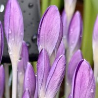 Нежные крокусы. :: Pippa 