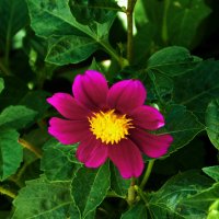 * :: Валентин Семчишин