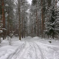 Зимний лес :: Александр Алексеенко