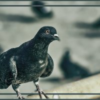 ГОЛУБОК :: Владимир Кроливец