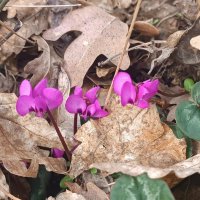 Цикламен уличный :: Слава Коломойцев