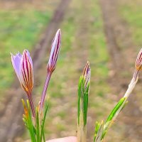 Крокус лесные :: Слава Коломойцев