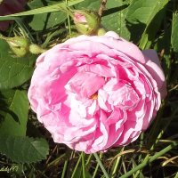 Роза :: Freddy 97