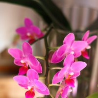 Моя коллекция орхидей :: Irene Irene