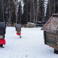 Избушки на курьих ножках. :: Ольга 