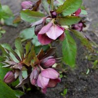 Цветёт морозник :: Надежда Куркина 