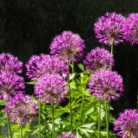 Один из любимейших раннелетних цветов - декоративный лук :: Николай Зиновьев