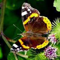 опять про бабочек...477 :: Александр Прокудин