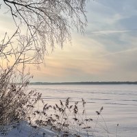 этюд с камышами 1 :: Galina 