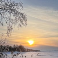 этюд с камышами 2 :: Galina 