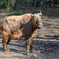 Такин :: SanSan 