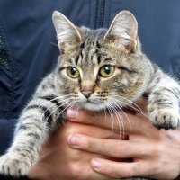 В надёжных руках. :: nadyasilyuk Вознюк В надёжных руках. :: nadyasilyuk Вознюк