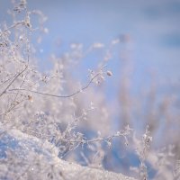 **** :: Елизавета .