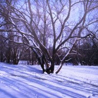 По дорогам февраля :: Людмила Смородинская