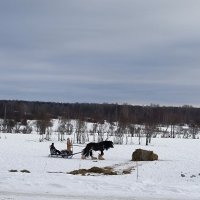 В санях по полям с ветерком! :: Ольга 