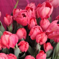 Тюльпаны :: Наталья 