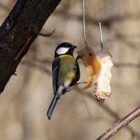 Синица. :: Александр. AVG100 ---