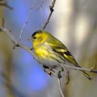 Чижик :: Константин Анисимов