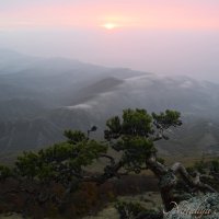 Природа Крыма :: Amazing Cosmea