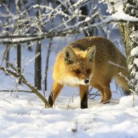 В поиске :: Валерий Черняк