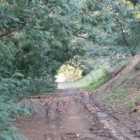 Мандариновая дорога :: Мишель71 