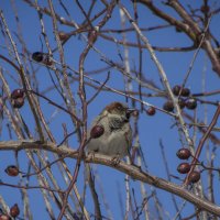 Воробей :: Тамара Федорова Воробей :: Тамара Федорова
