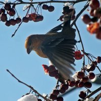 щур :: Зоя Мишина