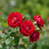 розы :: МАРИЯ ПОПОВА