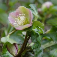 *** :: Надежда Куркина