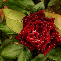 Дождём умытая :: Светлана 