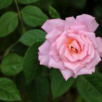 Майская красотка :: Светлана 