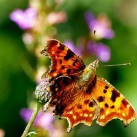 опять про бабочек...483 :: Александр Прокудин