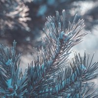 *** :: Виктор Иванович Чернюк